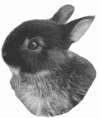 ЖКС причиняет кролику много страданий и может привести к гибели животного.
