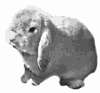 У диких кроликов линька происходит два раза в год, у домашних же – гораздо