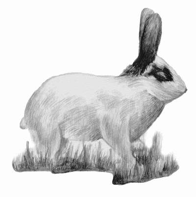 Короткошерстный карликовый кролик (цветной карлик)Впервые цветные карликовые кролики появились в Голландии примерно в 1920-1930-х