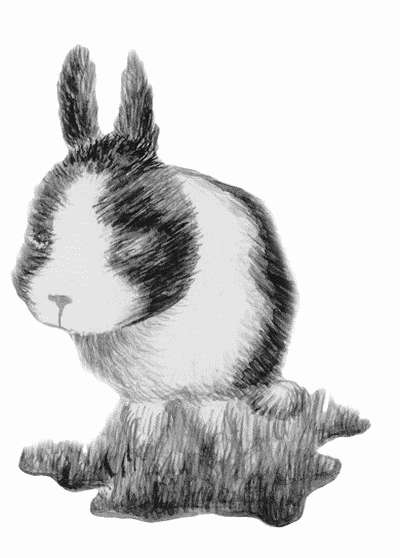 Карликовый голландский кроликВстречаются кролики светло-серого, сиреневого, черного, коричневого и синего