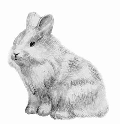 Кролик породы львиная головкаКролик породы ангорский левЭта порода кроликов отличается очень длинной шерстью по всему телу и на ушах.