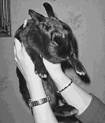 Если кролик спокойно сидит на руках у хозяина, значит, он ему доверяетКусаясь, кролик требует, чтобы ему не мешали. Можно также попробовать