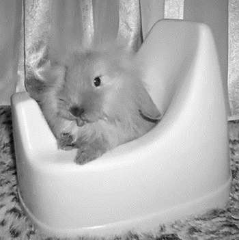 Кролика можно приучить к туалету, но для этого требуется терпениеЕсли ваш питомец упорно использует под туалет место, категорически для этого