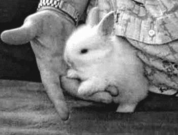 Кролики любят ласкуКролик, желающий, чтобы вы его почесали, будет слегка подталкивать носом вашу