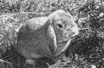Здоровый кролик не отказывается от прогулок на свежем воздухеОбследование питомца в ветеринарной клиникеИногда при обследовании кроликов необходимо использовать рентгеновское облучение.