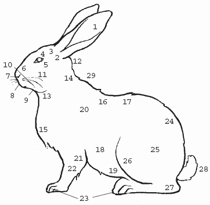 Рис. 5. Стати кролика:1 – ушная раковина; 2 – корень уха; 3 – темя; 4 – лоб; 5 – глаз; 6 – нос;