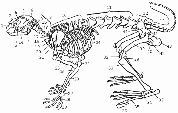 Рис. 7. Скелет кролика:1 – предчелюстная кость; 2 – носовая кость; 3 – слезная кость; 4 – надглазничный