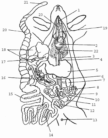 Рис. 9. Внутренние органы крольчихи:1 – слюнная железа; 2 – сердце; 3 – пищевод; 4 – аорта; 5 – желудок; 6 – мочеточник;