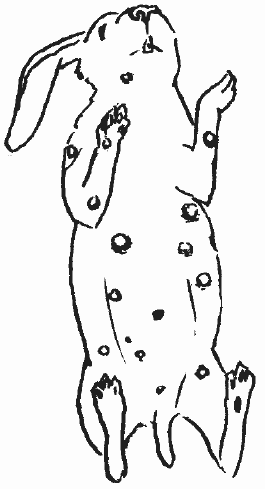 Рис. 23. Мелкие абсцессы на теле крольчонка при стафилококкозеПри блуждающей пиемии на голове, губах, боках и спине обнаруживаются крупные