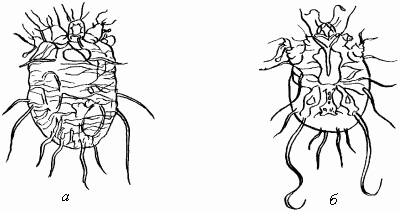 Рис. 27. Клещ, возбудитель саркоптоза:а – самка (со стороны спины); б – самец(со стороны нижней части тела)